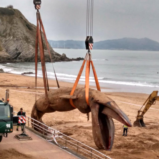 Izado de la ballena varada en la playa de Sopelana - Vizcaya